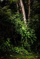 Mantiqueira LII, 2021 (foto digital)