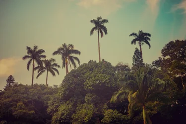 Palmeras II, 2022