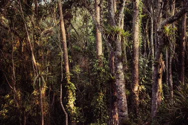 Selva tropical IV, 2021 (foto)