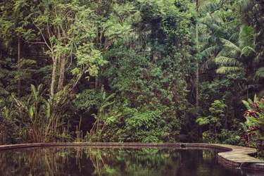 Selva tropical VI, 2021 (fotografía digital)