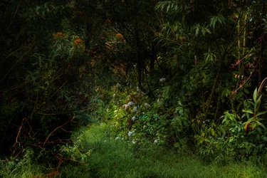 Trails, 2015 (foto digital)