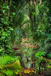 Bosque húmedo, 2023 (foto)
