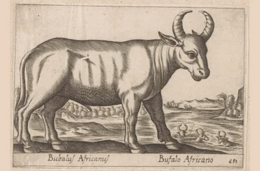 búfalo africano Bubalus Africanus/ Bufalo Africano (título sobre objeto) Animales y criaturas míticas (título de serie) Nova raccolta de li animali piu curiosi del mondo (título de la serie)