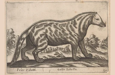 Civetkat Feles Zibetti / Cat Civet (título sobre el objeto) Dieren en fabelwezens (título de la serie) Colección Nova de los animales más curiosos del mundo (título de la serie)