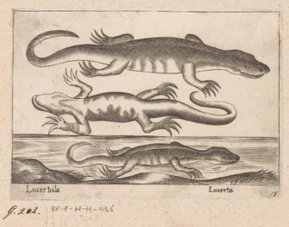 tres dragones Lagarto/ Lagarto (título sobre objeto) Dieren en fablewezens (título de la serie) Nueva colección de los animales más curiosos del mundo (título de serie)