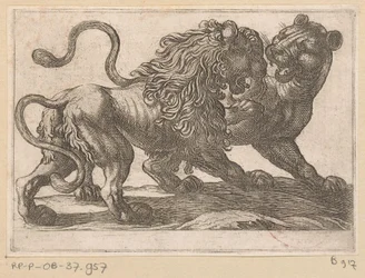 Un león luchando contra una leona Animales de pelea (título de la serie)