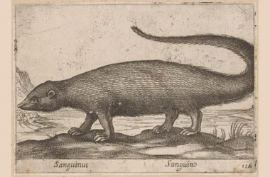 Rápido Sanguinus/ Sanguino (título sobre objeto) Dieren en fablewezens (título de la serie) Nueva colección de los animales más curiosos del mundo (título de serie)