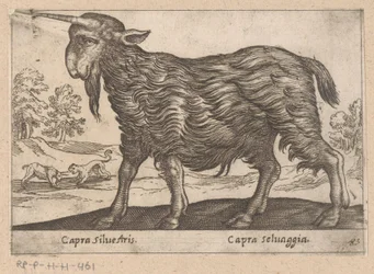 Con un solo día de trabajo
Capra Silvestris/ Capra Selvaggia (título del objeto)
Dieren en fabelwezens (título de la serie)
Nova raccolta de li animali più curiosi del mondo (título de la serie)