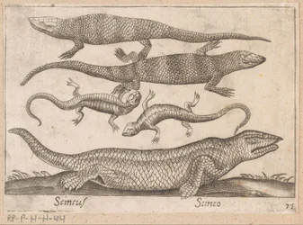 Hagedissen Skincus (título sobre el objeto) Dieren en fablewezens (título de la serie) Nova raccolta de li animali piu curiosi del mondo (título de la serie)