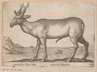Hert
Capreulus Marinus/ Capreulus Marinus (título del objeto)
Dieren en fabelwezens (título de la serie)
Nova raccolta de li animali più curiosi del mondo (título de la serie)