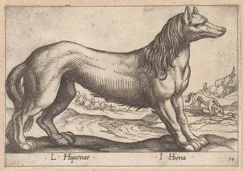 Hyena L Hijanae/ I Hiena (title on object) Dieren en fabelwezens (series title) Nova raccolta de li animali piu curiosi del mondo (series title)