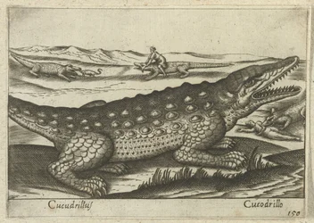 Cocodrilo Coccodrillus/ Cocodrilo (título sobre el objeto) Dieren en fablewezens (título de la serie) Nueva colección de los animales más curiosos del mundo (título de serie)