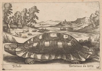Landschildpad Testudo / Tortuga terrestre (título sobre objeto) Dieren en fabelwezens (título de la serie) Colección Nova de los animales más curiosos del mundo (título de la serie)