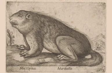 Marmot
Mus Alpinus/ Marmota (título en el objeto)
Dieren en fabelwezens (título de la serie)
Nova raccolta de li animali più curiosi del mondo (título de la serie)