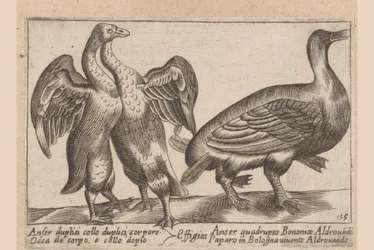 misvormde ganzen Ganso de doble cuello y doble cuerpo Dieren en fablewezens (título de la serie) Una nueva colección de li animali p