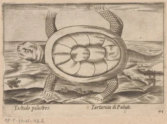 moerasschildpad Testudo palustres/ Tartaruca di Palude (título sobre objeto) Dieren en fablewezens (título de la serie) Nova raccolta de li animali piu curiosi del mondo (título de la serie)