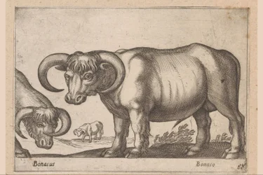 ganado Bonasus/ Bonaso (título sobre objeto) Animales y criaturas míticas (título de serie) Nova raccolta de li animali piu curiosi del mondo (título de la serie)