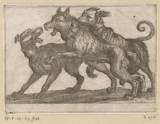 Dos perros peleando con un lobo Animales de pelea (título de la serie)