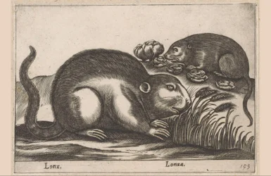 Twee muskusratten
Lonx/ Lonza (título en el objeto)
Dieren en fabelwezens (título de la serie)
Nova raccolta de li animali più curiosi del mondo (título de la serie)