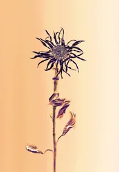 Flor antigua -albaricoque, 2025 (foto)