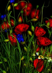 Artfloral Amapola 1