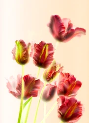 Tulipanes 13