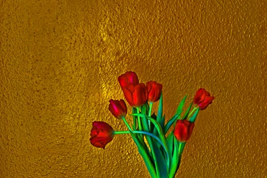 Tulipanes, 2014 (foto)