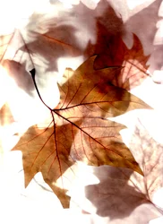 viento de otoño