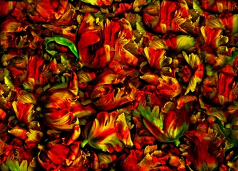 lecho de tulipanes