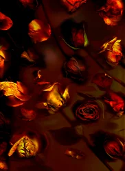 rosas earthArt, 2008 (foto)