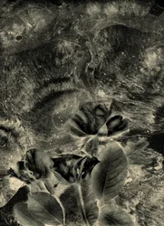 mono rosas