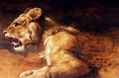 Estudio de un joven león, c.1640