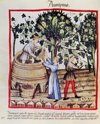 La cosecha de uvas del Tacuinum Sanitatis