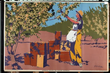 Recolección de albaricoques para conserva - Australia (litografía en color)