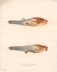 Nº 3 y 4 en las 8 etapas de crecimiento de la rana de Surinam