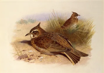 Una alondra crestada, pájaros británicos