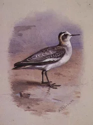 Un Falaropo Gris