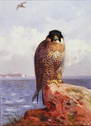 Un halcón peregrino junto al mar