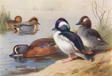 Cerceta pardilla americana (macho y hembra), Ánade rabudo (macho y hembra), Cerceta pardilla (litografía en color)