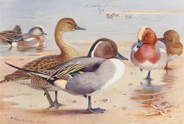 Silbón americano (macho y hembra), Ánade rabudo (macho y hembra), Paloma torcaz (macho y hembra) (litografía en color)