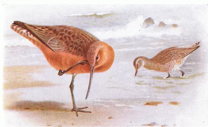 Aguja Colipinta, de Aves de las Islas Británicas y Sus Huevos publicado por Frederick Warne & Co Ltd, 1958