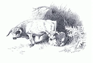Ganado, de Mamíferos de Thorburn publicado por Longmans and Co, c. 1920