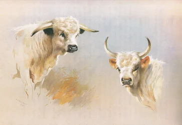Toro de Chartley y toro de Chillingham, de los mamíferos de Thorburn publicado por Longmans and Co, c. 1920