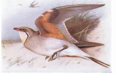 Chorlito collarejo, de Aves de las Islas Británicas y sus Huevos publicado por Frederick Warne & Co Ltd, 1958