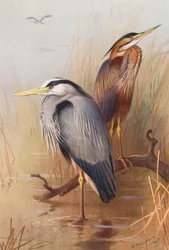 Garza común, Garza imperial (litografía en color)