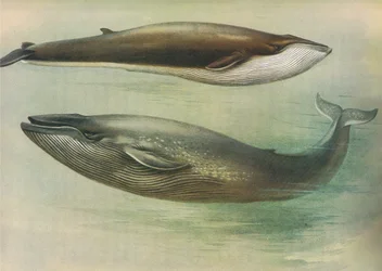 Rorcual común, rorcual de Sibbald o ballena azul, de los mamíferos de Thorburn publicado por Longmans and Co, c. 1920