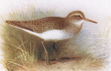 Andarríos Chico, de Aves de las Islas Británicas y Sus Huevos publicado por Frederick Warne & Co Ltd, 1958