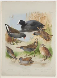 Focha, gallineta común, polluelas y rascones, hacia 1915