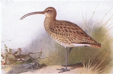 Zarapito Real, de Aves de las Islas Británicas y Sus Huevos publicado por Frederick Warne & Co Ltd, 1958