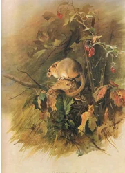 Lirón, de los mamíferos de Thorburn publicado por Longmans and Co, c. 1920
